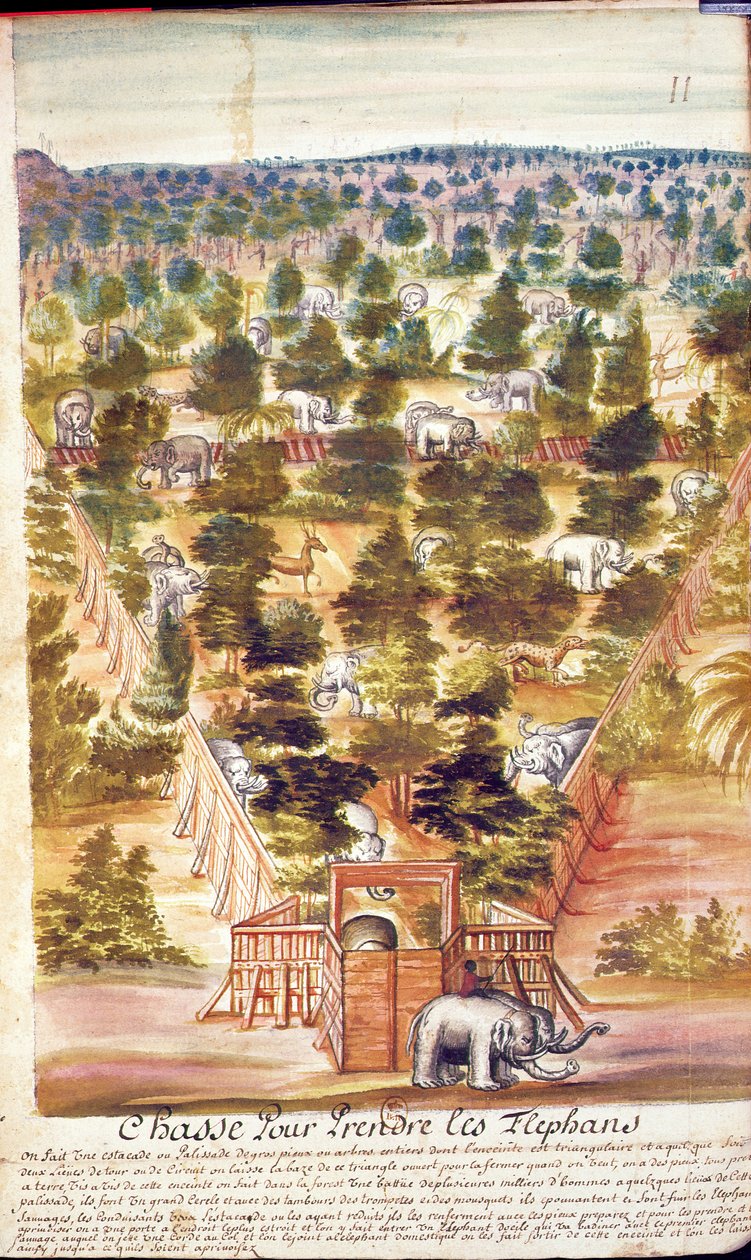 暹罗的大象狩猎，来自暹罗的耶稣会士，1688年（纸上写着） 作者 法语学校