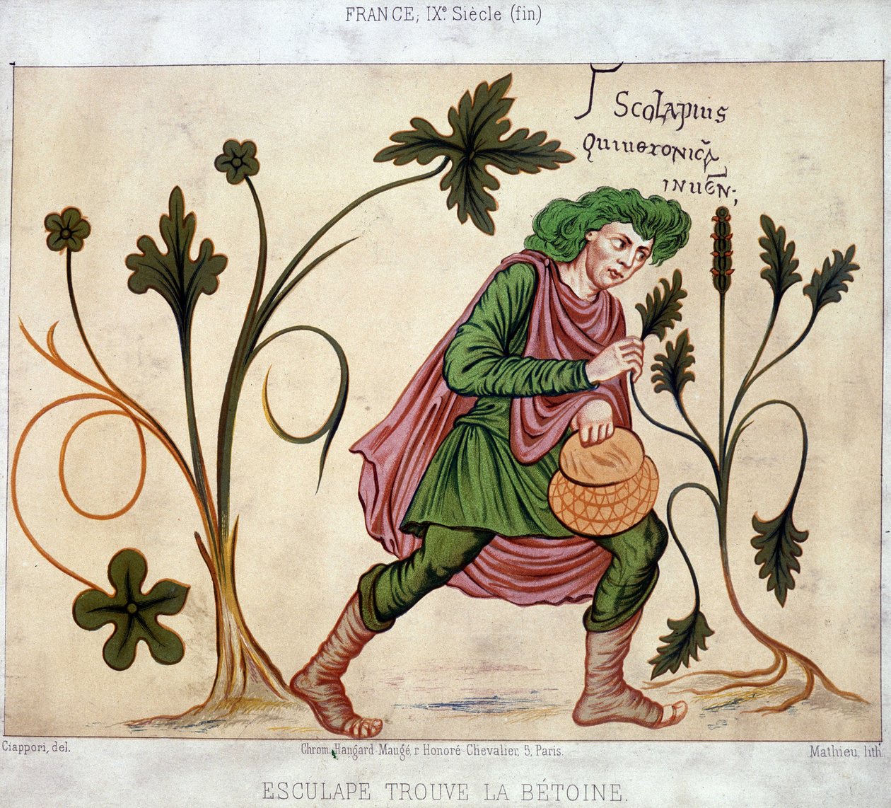 Esculapus finds the betoneum (药用植物) 作者 法语学校