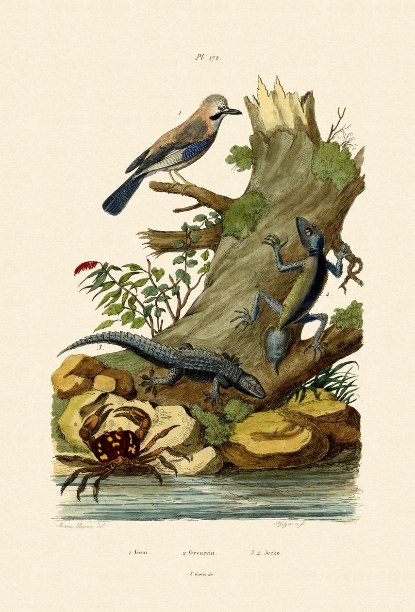Eurasian Jay，1833-39 作者 法语学校