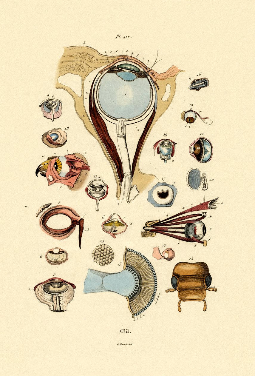 眼睛，1833-39 作者 法语学校
