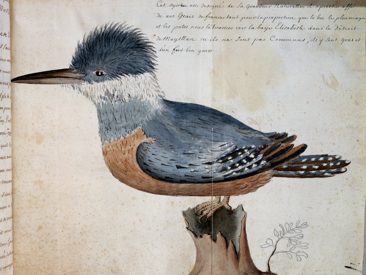 麦哲伦海峡伊丽莎白湾环纹翠鸟（Megaceryle torquata）的雌鸟，水彩画，摘自1698年至1701年法国皇家南方海洋公司船长De Beauchesne先生的航行图。 作者 法语学校