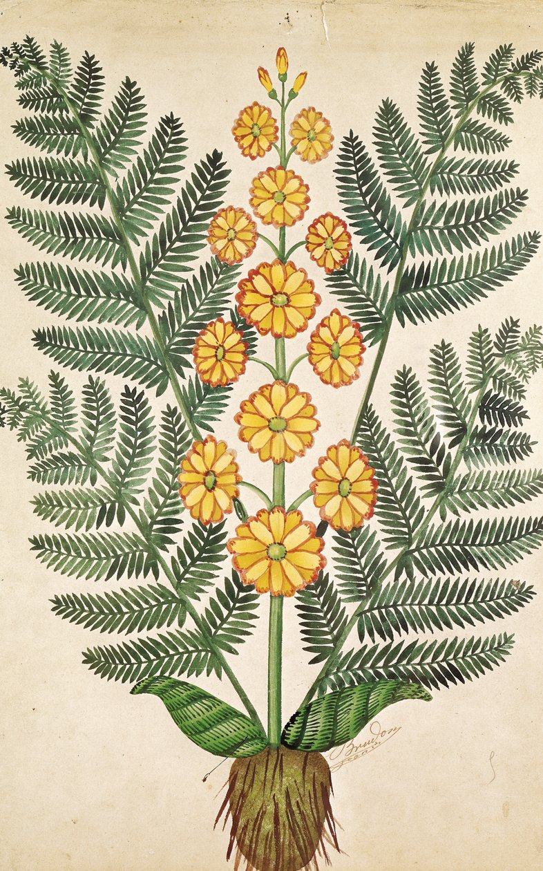 蕨类植物与黄色的花朵，从Oisans的种子商人板（纸上水粉） 作者 法语学校