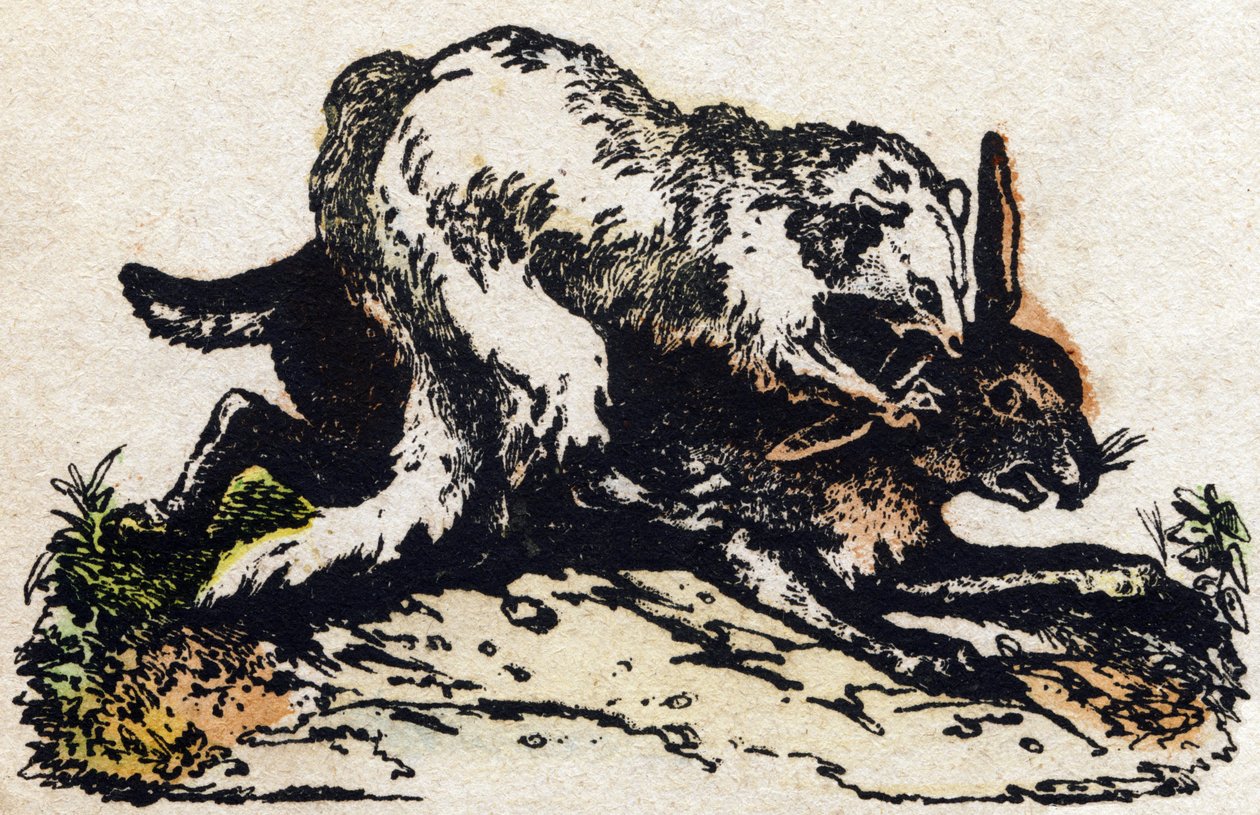 雪貂。 雕刻在“”Alphabet des animaux sauvages””。 第 9 个系列。 埃皮纳勒 (Epinal)、佩勒林 (Pellerin) 的图像，大约 1870 年。木版画，钢印。 16 页。 昏暗：20 x 15 厘米。 私人收藏 作者 法语学校