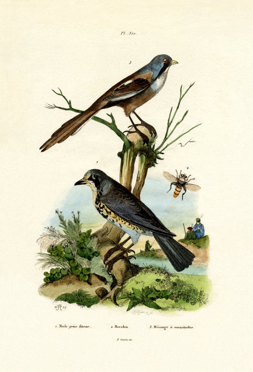 Fieldfare，1833-39 作者 法语学校
