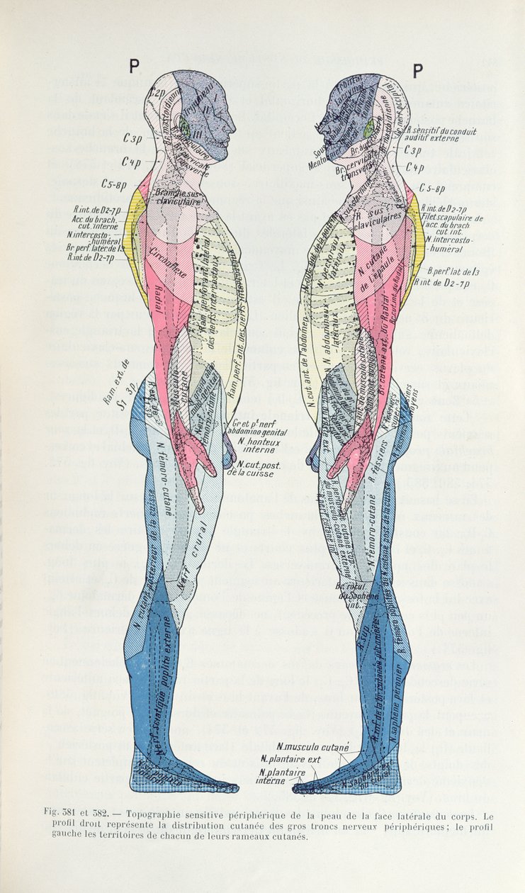 图381和382神经系统，来自J. Dejerine的Semiologie des Affections du System Nerveux，1914年 作者 法语学校