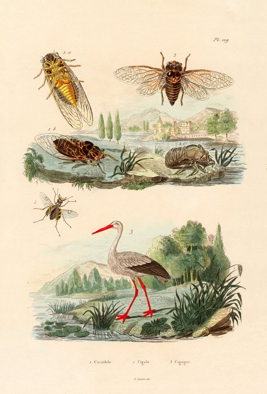 萤火虫，1833-39 作者 法语学校
