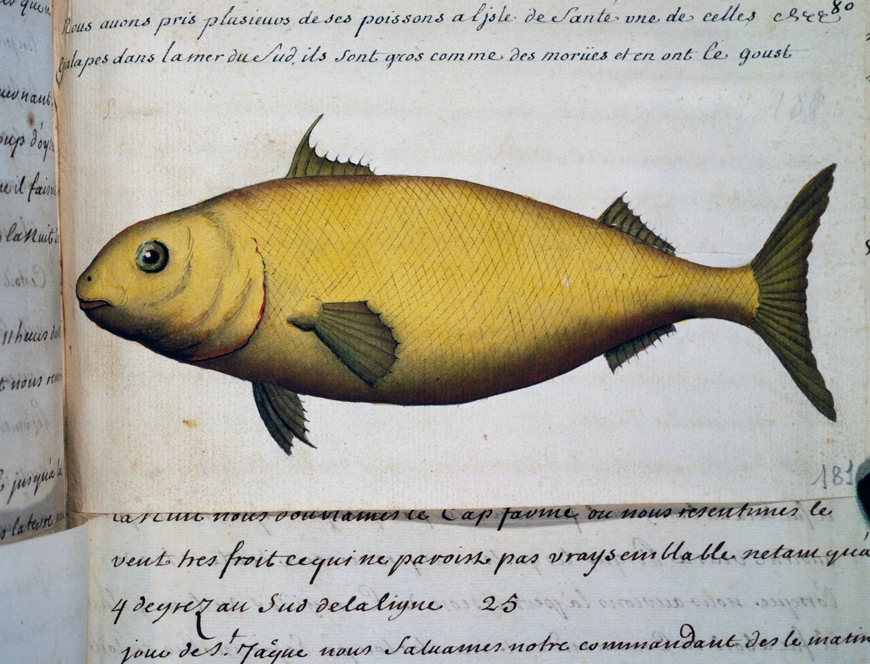像鳕鱼一样大的鱼，Isle De La Sante，Jacques Gouin de Beauchesne (1652-1730)的日志水彩画，1698年至1701年，法国皇家南方海洋公司的船长。 作者 法语学校