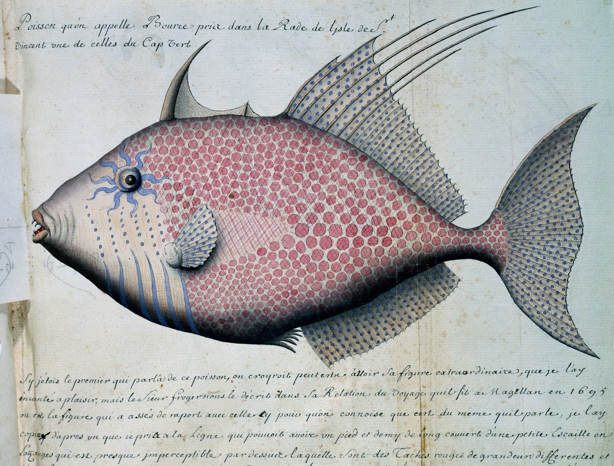 名为 Bource 的鱼，佛得角圣维森特岛，水彩画，出自 Jacques Gouin de Beauchesne（1652-1730 年）船长，1698 年至 1701 年，法国 作者 法语学校