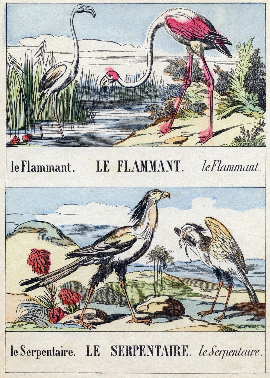 火焰和蛇。 雕刻在“Buffon Alphabet des Oiseaux n 2”。 3rd Serie N 2. Epinal, Epinal, 19 世纪后期的成像。 16 页。 尺寸：28x21cm 作者 法语学校