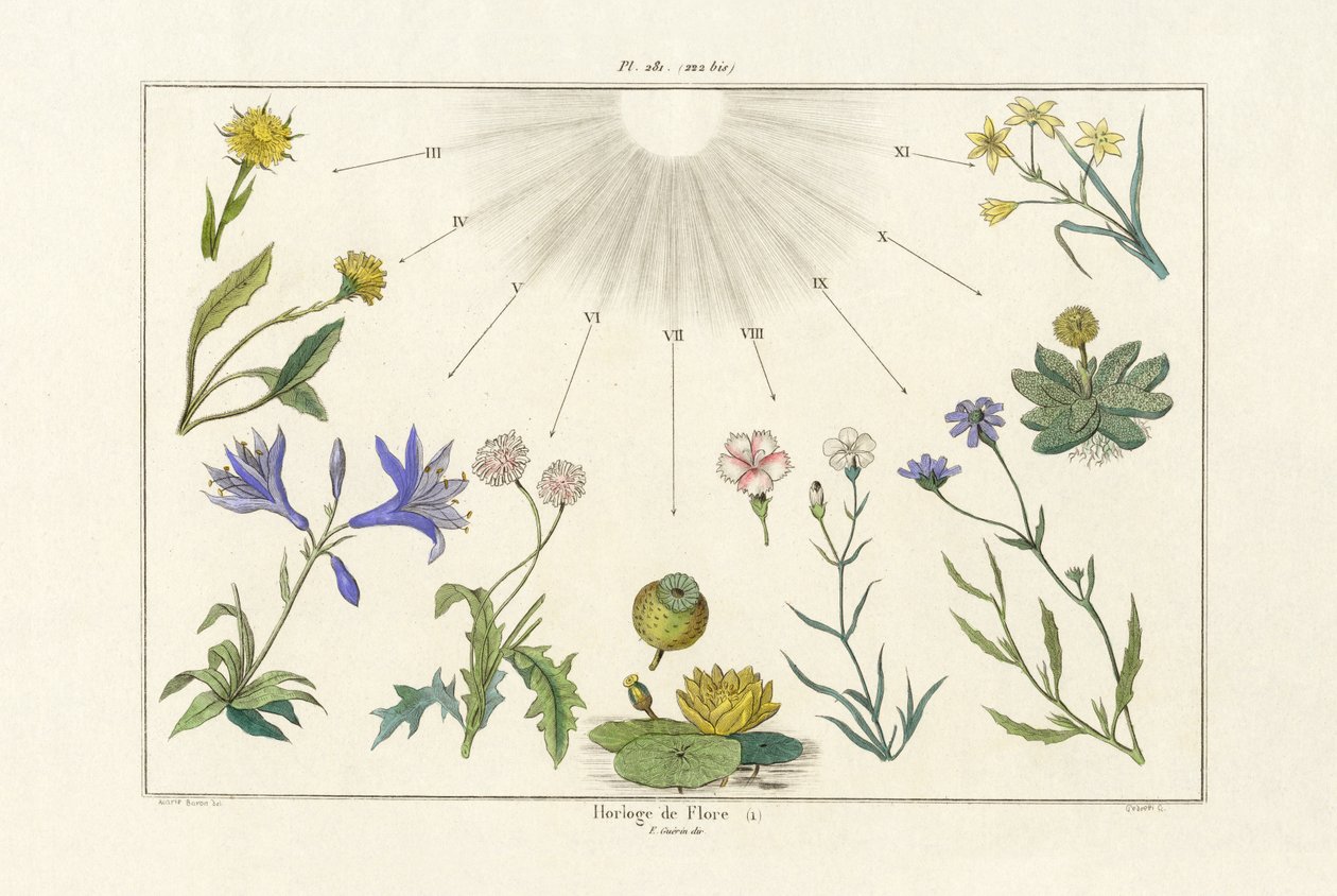 花钟，1833-39 作者 法语学校