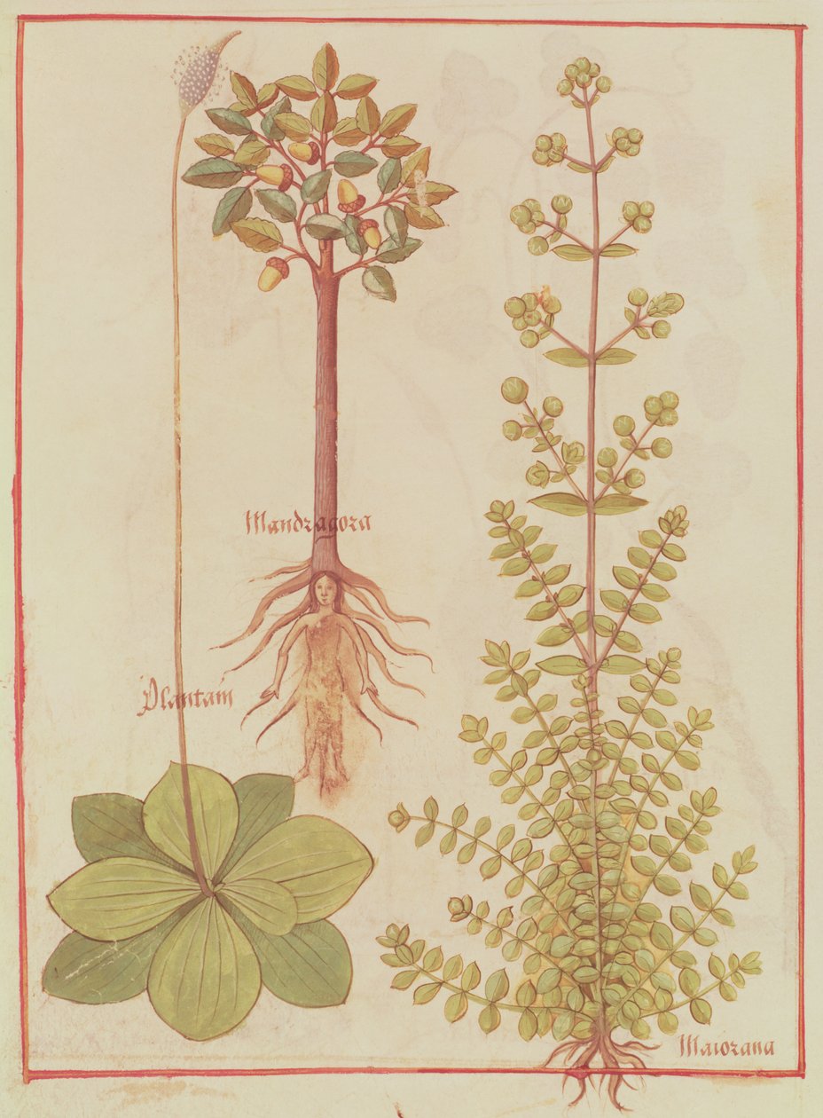 Fr 12322 f.180v车前草，马郁兰和曼德拉克，来自Livre des Simples Medecines，c.1520-30 作者 法语学校