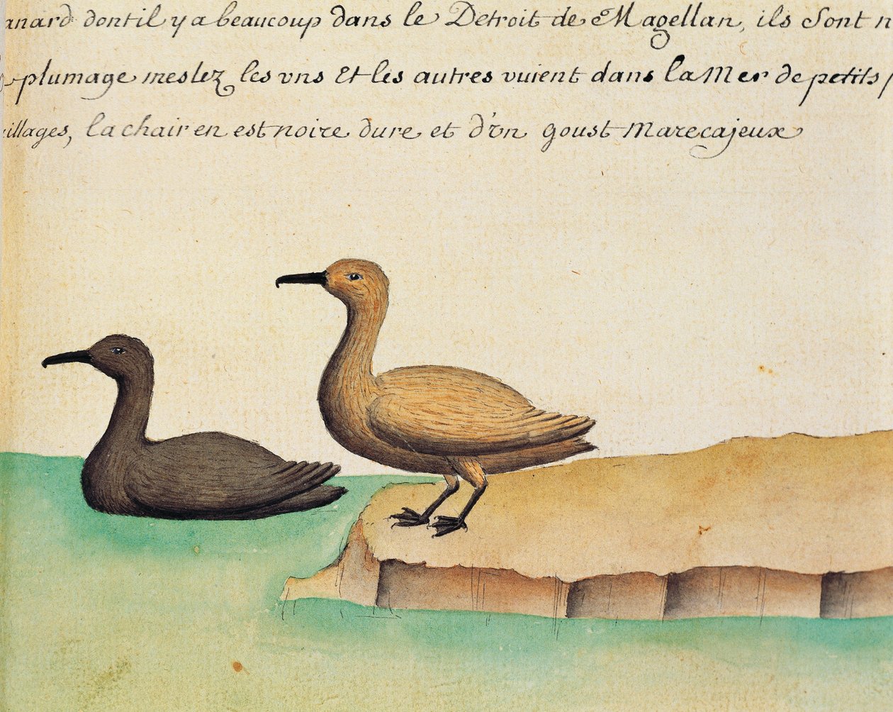 鹅，麦哲伦海峡，水彩画，出自 Jacques Gouin de Beauchesne (1652-1730) 的航海日志 作者 法语学校