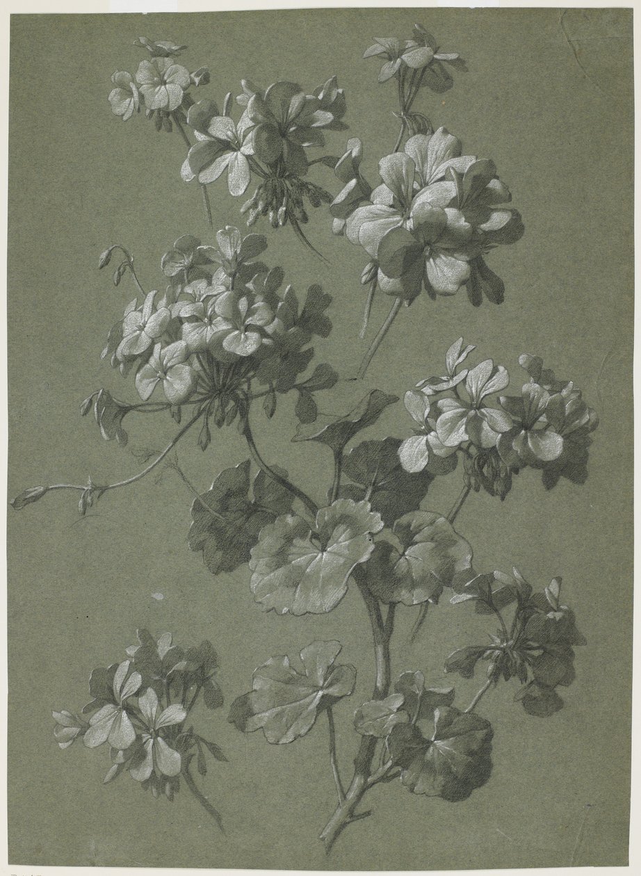 天竺葵（天竺葵属），c.1800（木炭和白色粉笔，绿色编织） 作者 法语学校