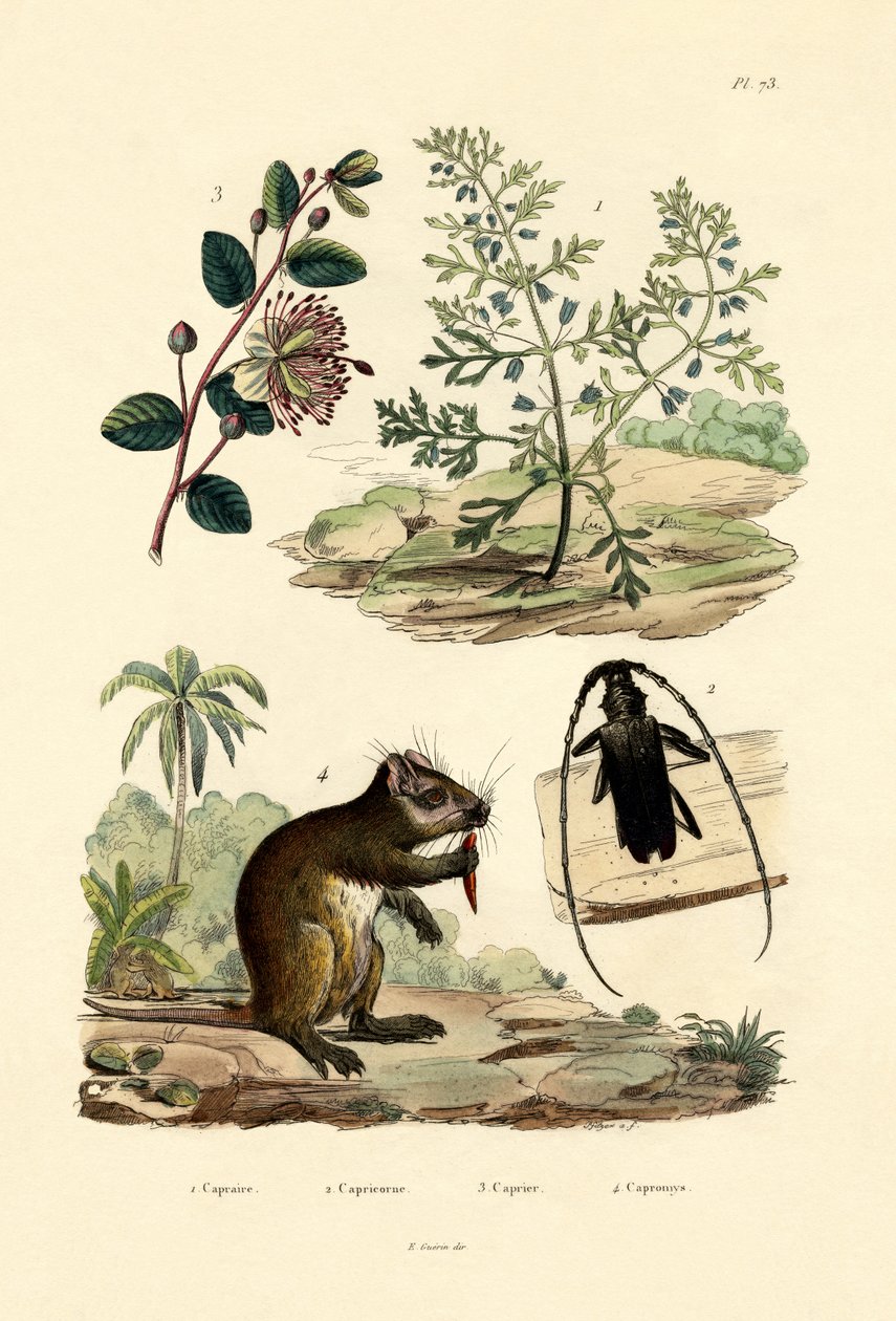 Goatweed，1833-39 作者 法语学校