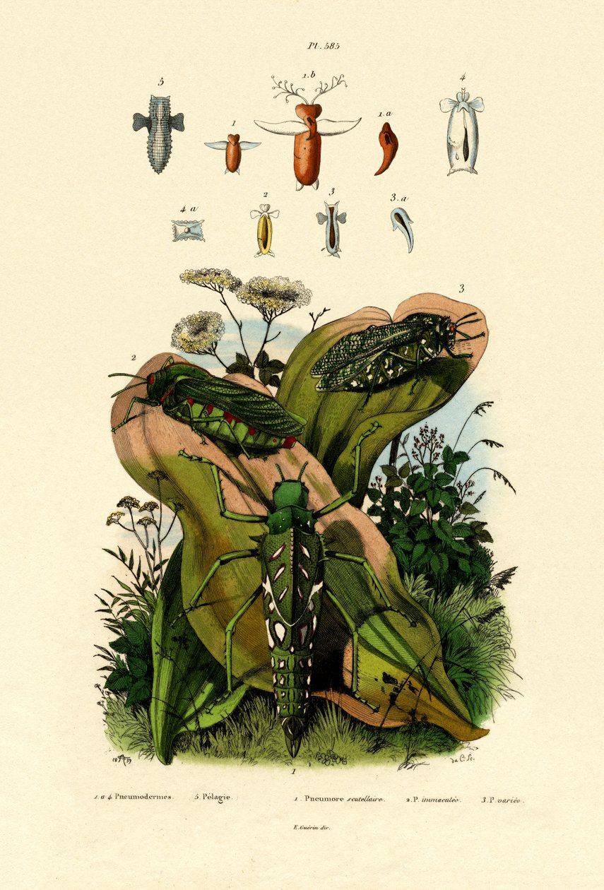 蚱蜢，1833-39 作者 法语学校