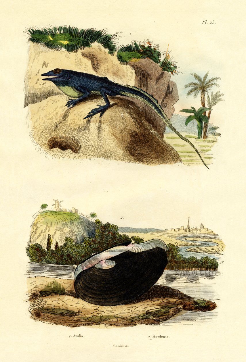 Green Anole，1833-39 作者 法语学校