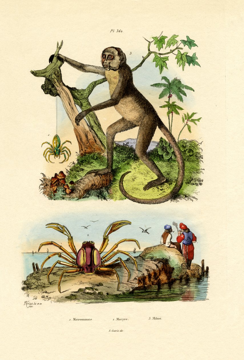 绿色猎人蜘蛛，1833-39 作者 法语学校