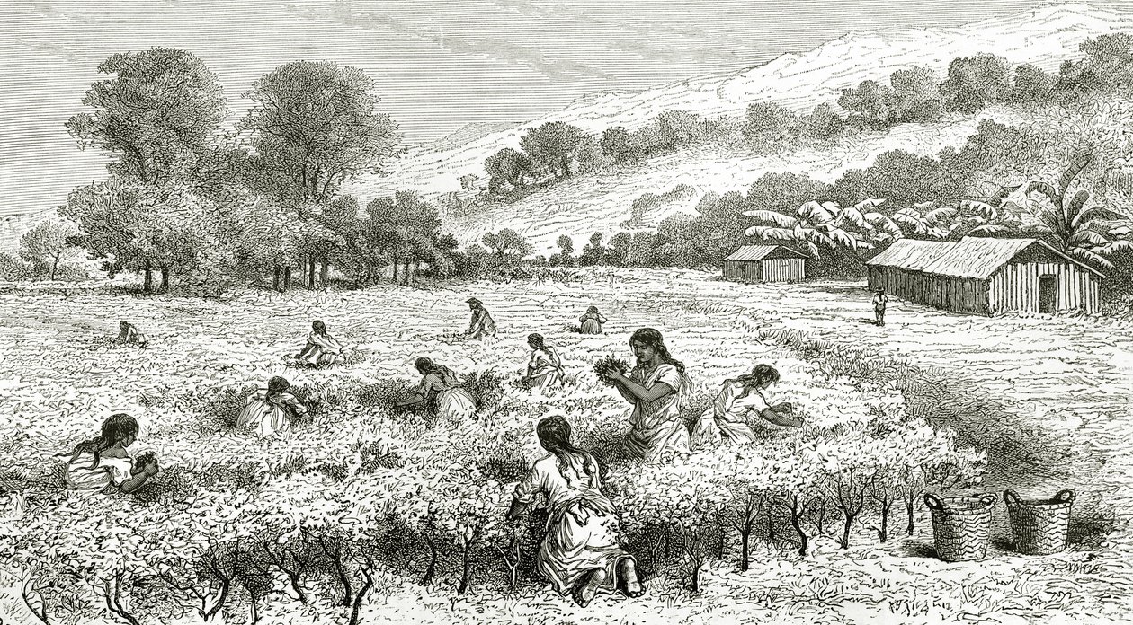收获的古柯，秘鲁，插图来自世界旅游杂志，1877年 作者 法语学校