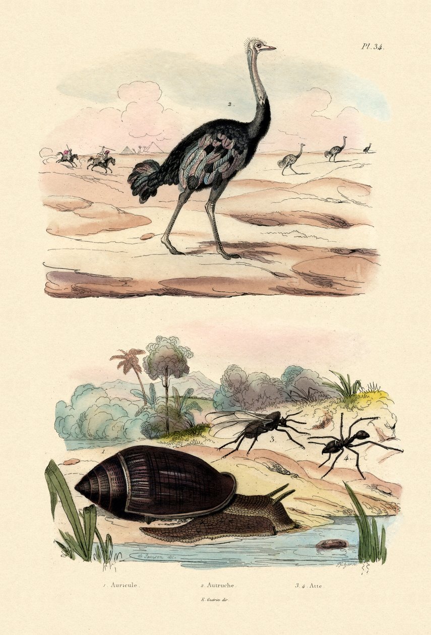 Herald Snail，1833-39 作者 法语学校