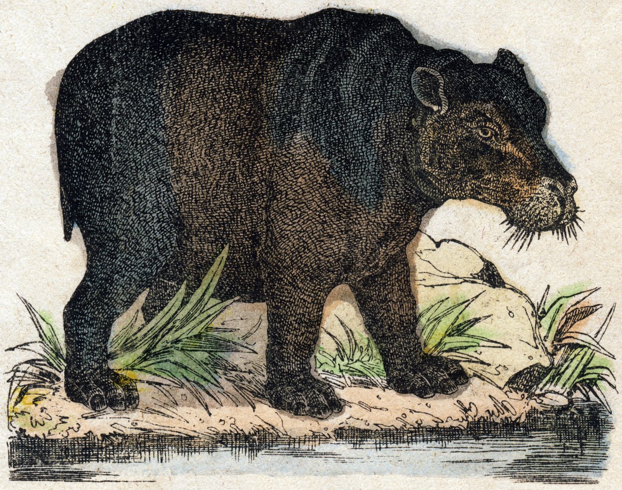 河马。 雕刻在“”Alphabet des animaux sauvages””。 第 9 个系列。 埃皮纳勒 (Epinal)、佩勒林 (Pellerin) 的图像，大约 1870 年。木版画，钢印。 16 页。 昏暗：20 x 15 厘米。 私人收藏 作者 法语学校