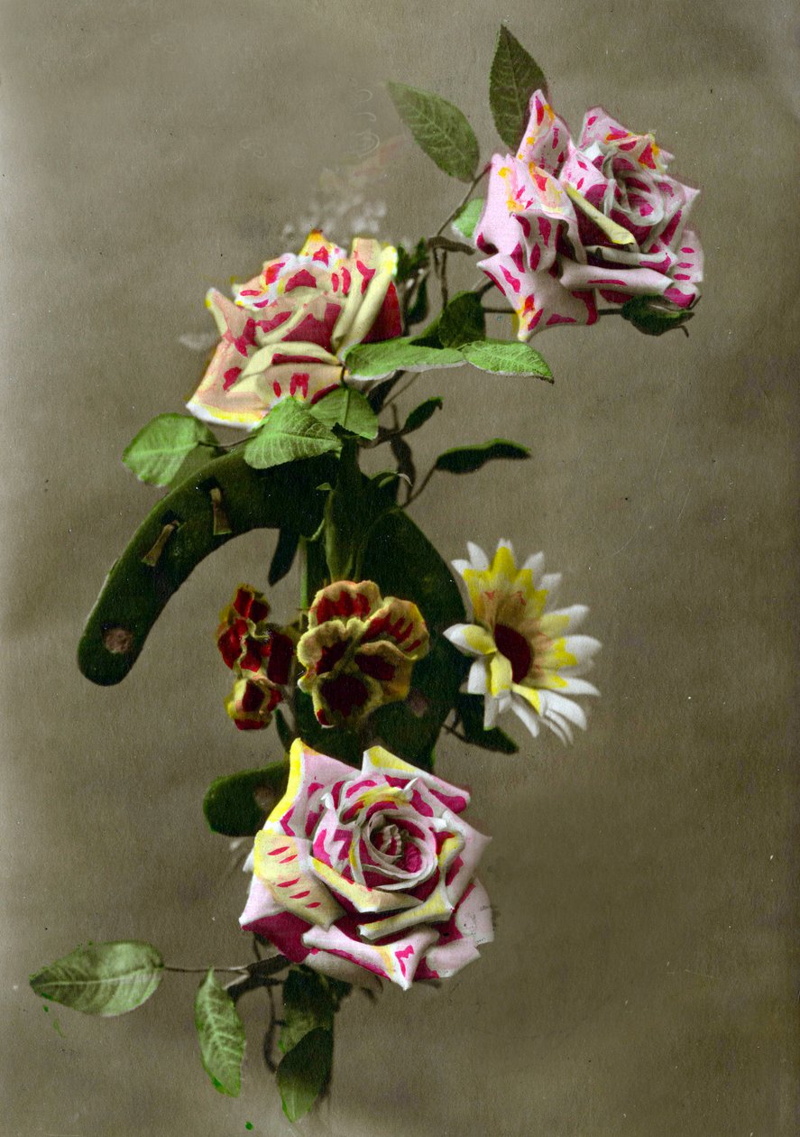 马蹄和花c.1898（手绘照片） 作者 法语学校