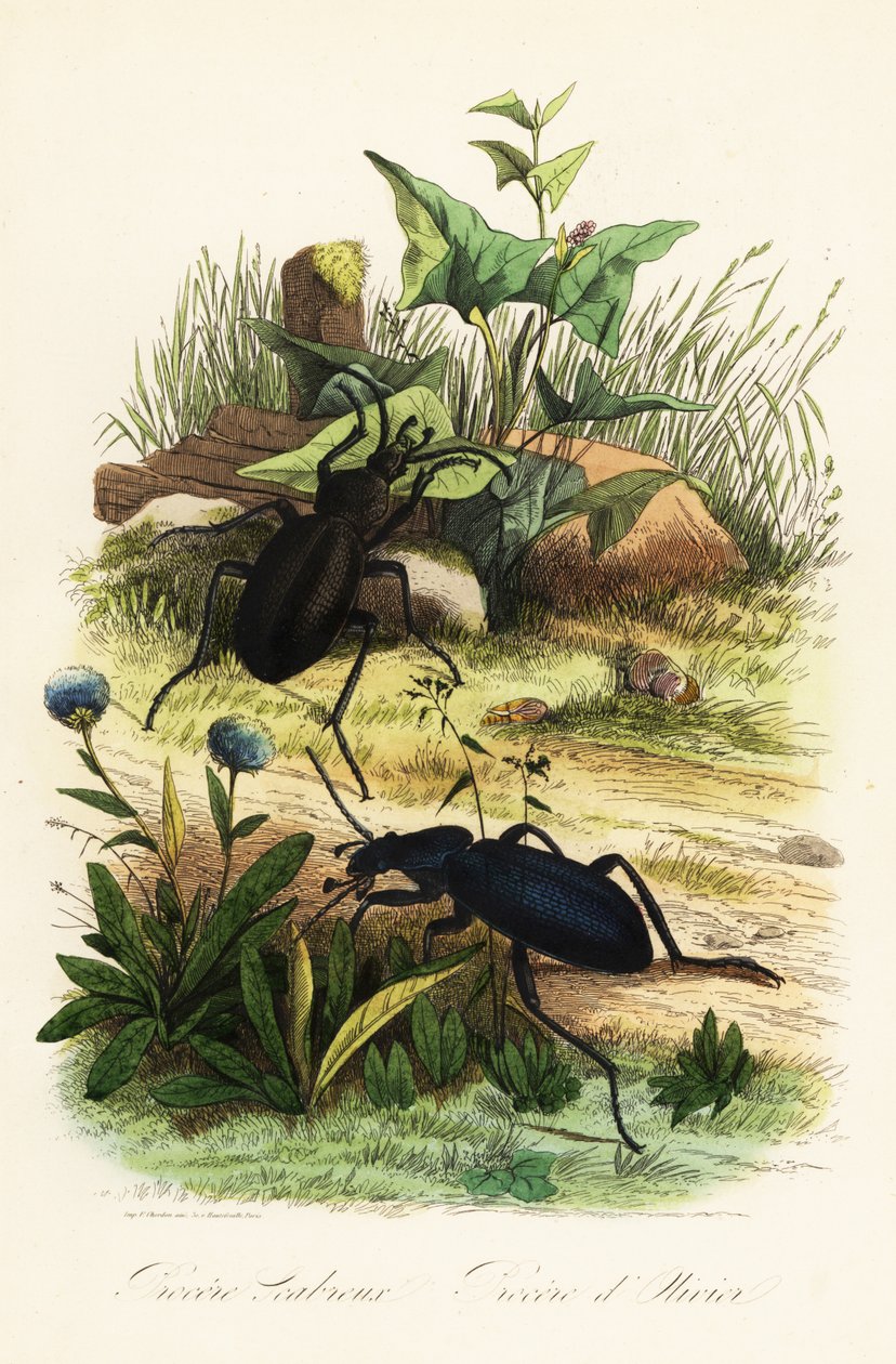 巨大的紫罗兰地面甲虫，Carabus scabrosus 作者 法语学校