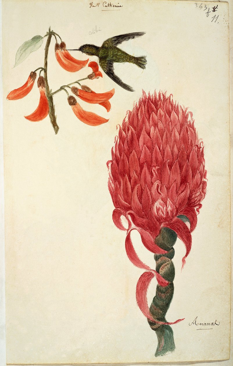 蜂鸟（Trochilidae）和菠萝（Ananas comosus） by Lejeune 作者 法语学校