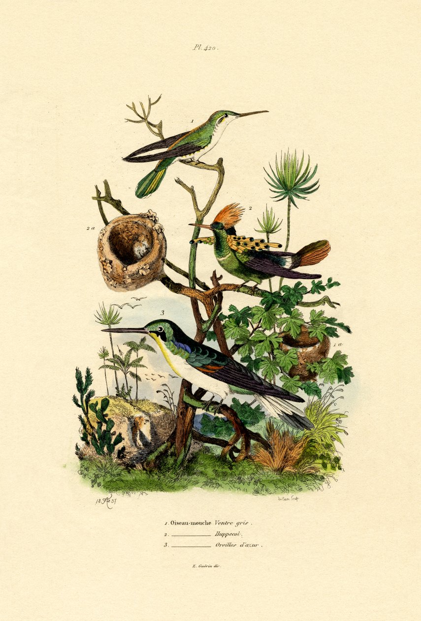 蜂鸟，1833-39 作者 法语学校