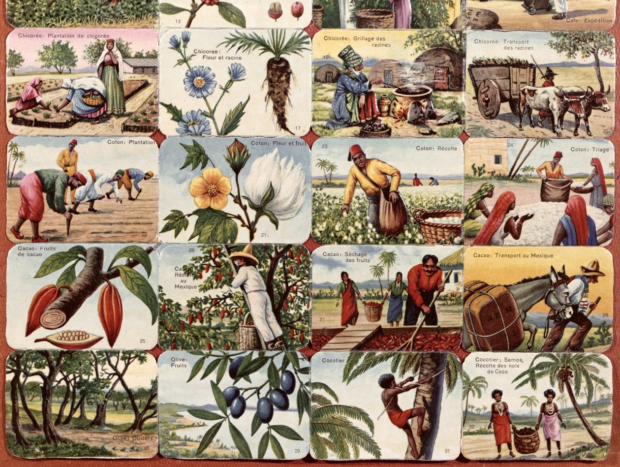 殖民地的各种各样的产品的法国学校课本的例证，c.1920-30 作者 法语学校