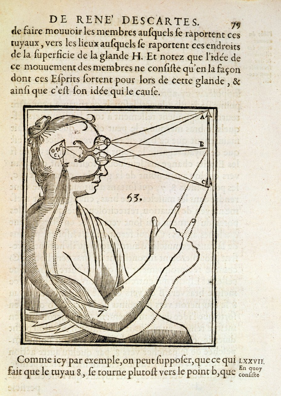 Rene Descartes（1596-1650）的De Homine Figuris的插图于1662年在海牙出版 作者 法语学校
