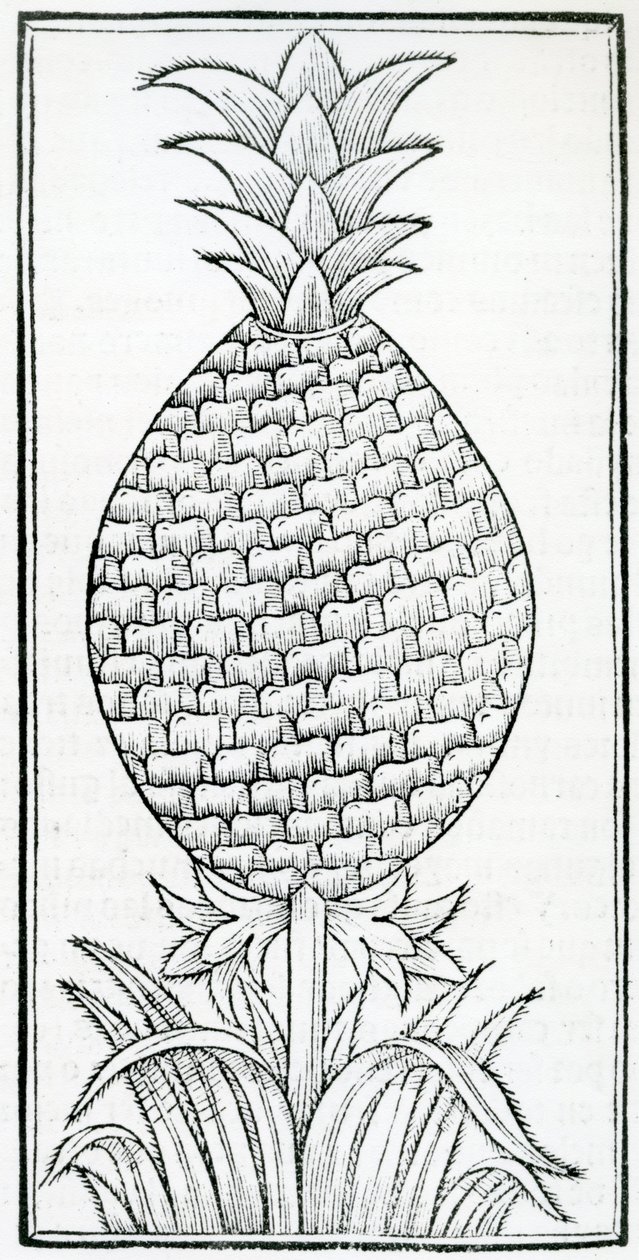 冈萨罗-费尔南德斯-德-奥维多（1478-1557）的《De la natural hystoria de las Indias》中的插图。 作者 法语学校