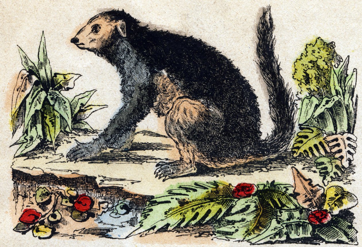 因德里（列穆里亚语）。 雕刻在“”Alphabet des animaux sauvages””。 第 9 个系列。 埃皮纳勒 (Epinal)、佩勒林 (Pellerin) 的图像，大约 1870 年。木版画，钢印。 16 页。 昏暗：20 x 15 厘米。 私人收藏 作者 法语学校