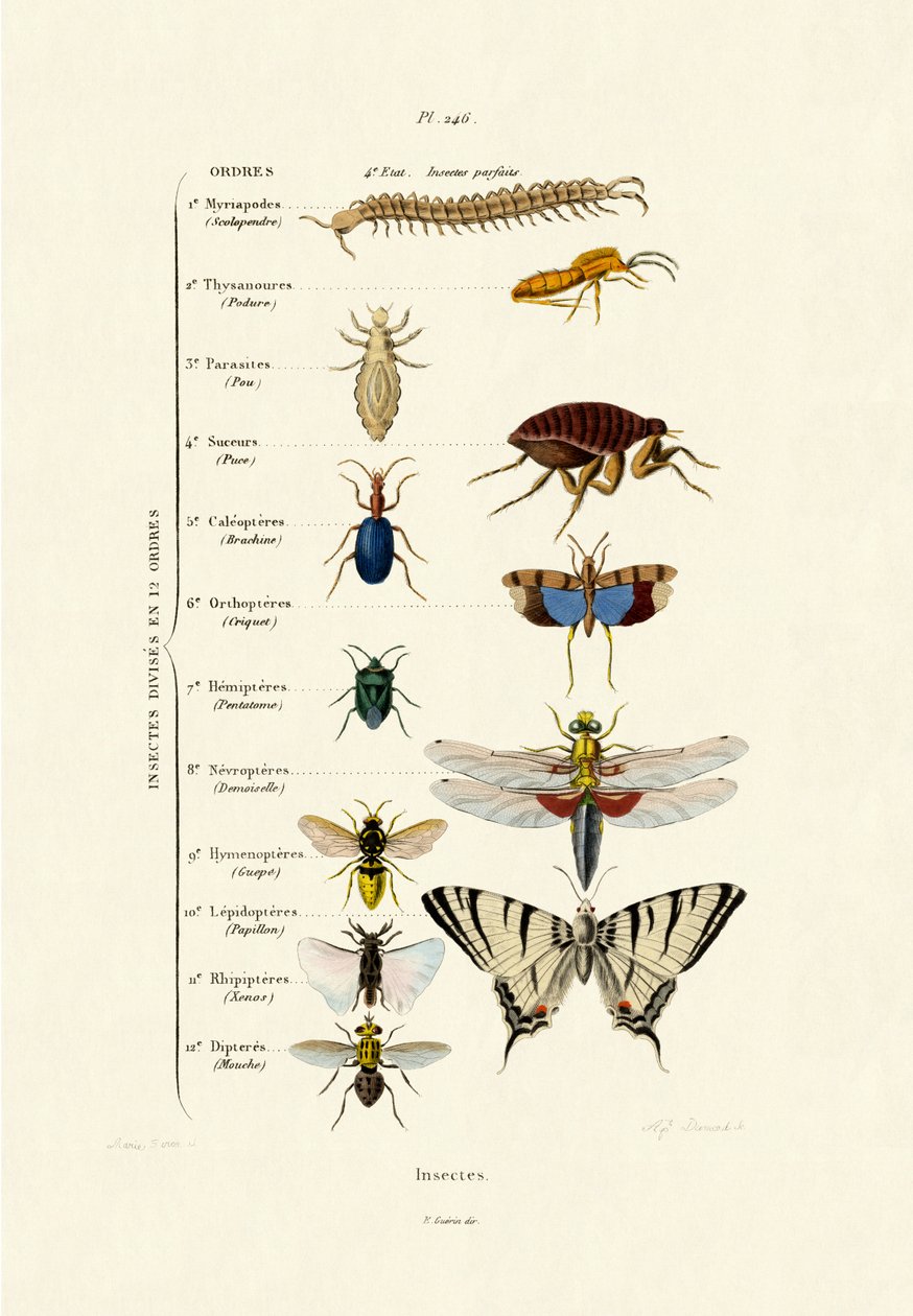 昆虫，1833-39 作者 法语学校