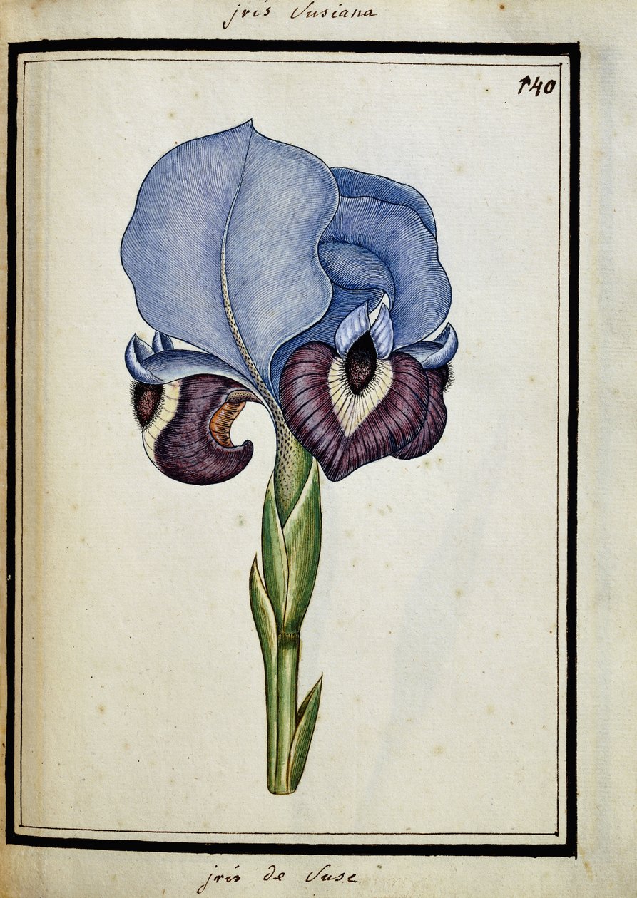 艾里斯·苏珊娜（Iris Susiana） 作者 法语学校