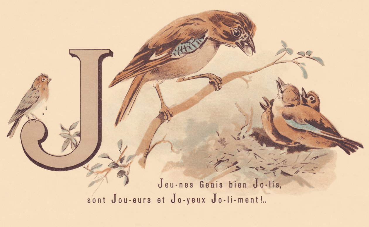 J：Young Jays 漂亮的球员和快乐的 Jolily！ 作者 法语学校