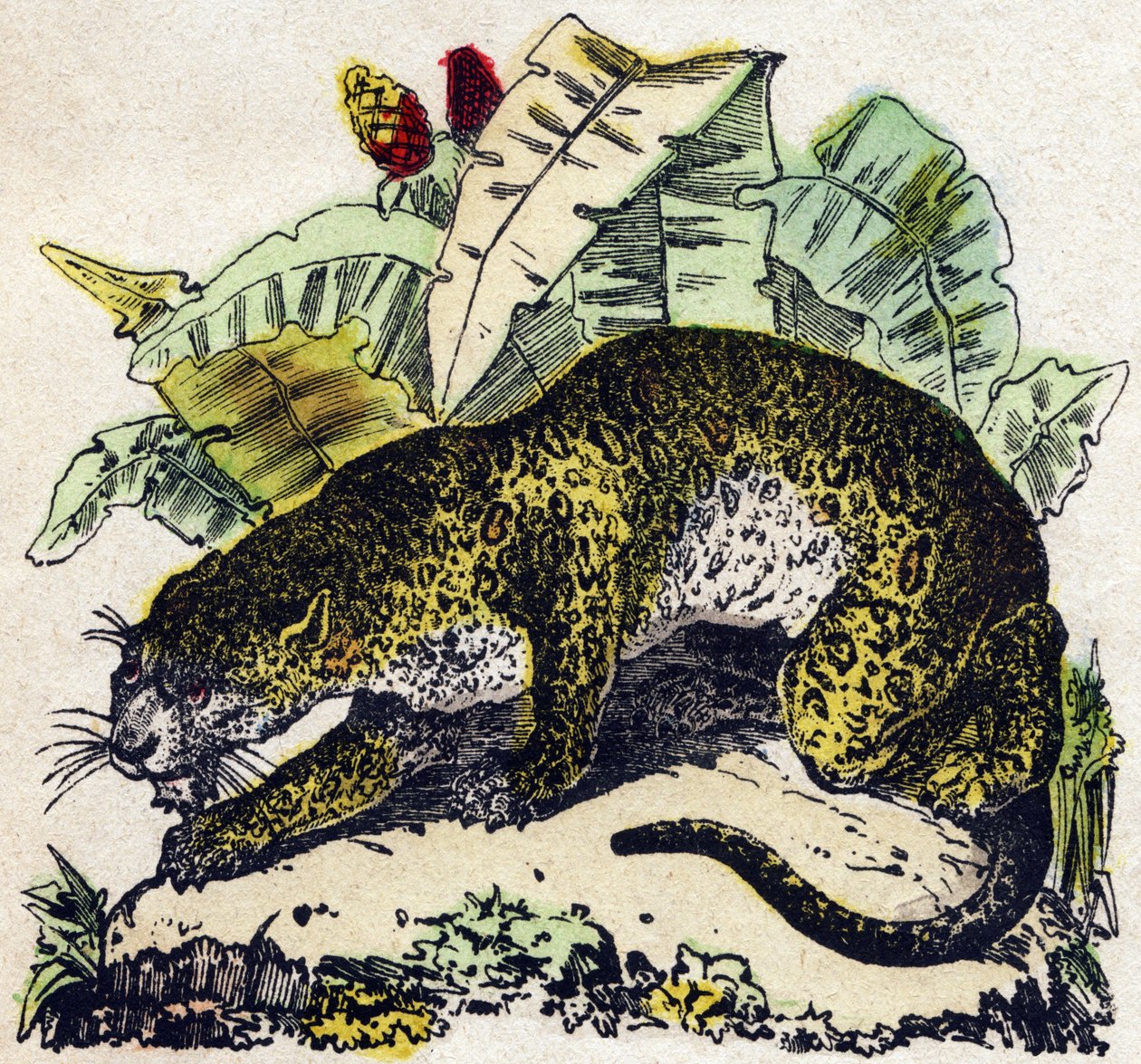 Jaguar. Engraving in “” Alphabet des animaux sauvages””. 9th Serie. Imagery of Epinal, Pellerin, printer-publisher, circa 1870. Engravings on wood, stencilled. 16 pages. Dim: 20 x 15 cm. Private Collection 作者 法语学校
