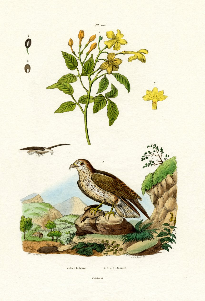 茉莉花，1833-39 作者 法语学校