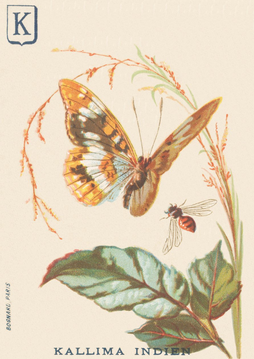 K: 印度卡利马（Cethosia biblis）。 作者 法语学校