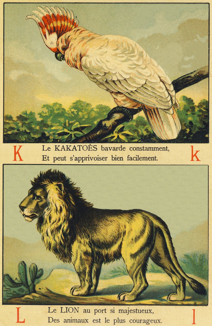 K代表卡卡图斯（Kakatoes），L代表狮子（Lion） 作者 法语学校