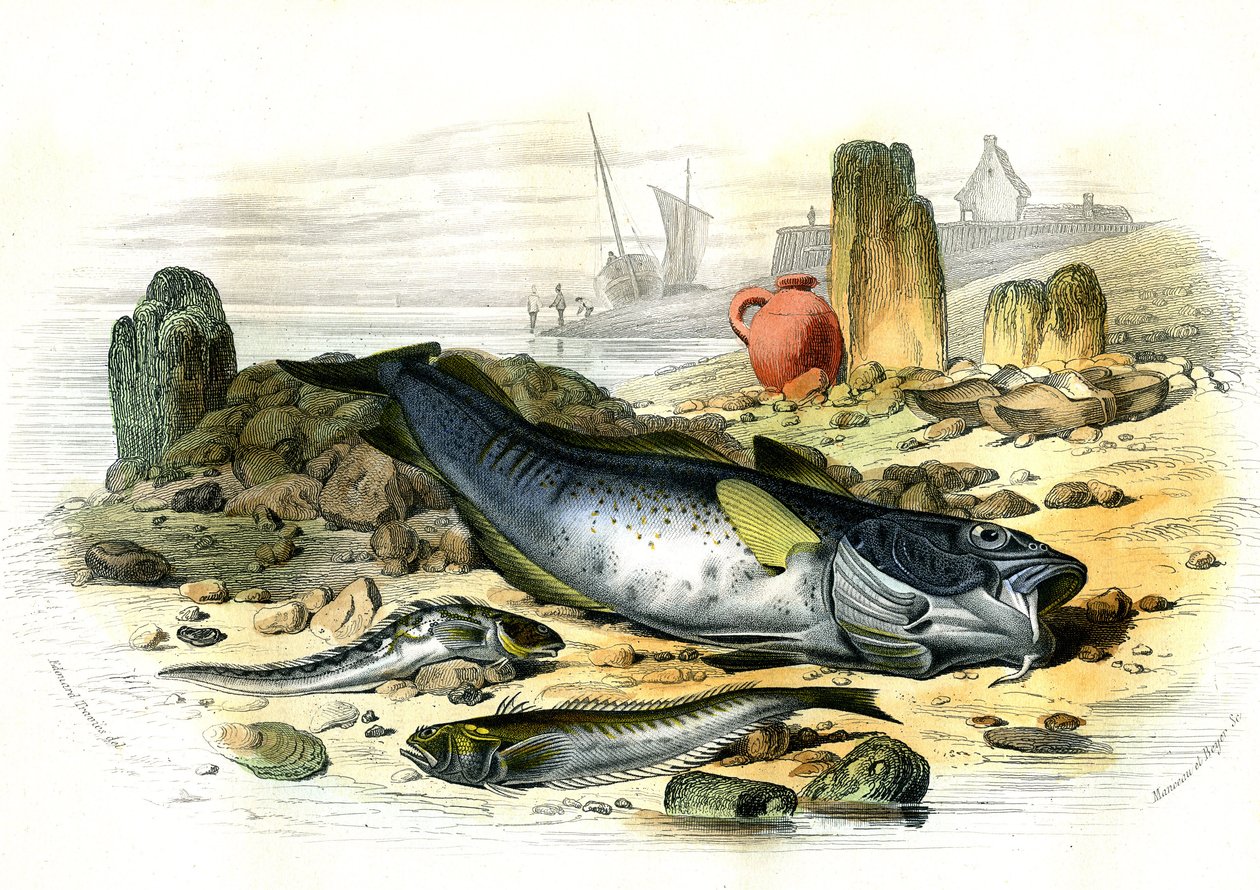 La Blennie Ovipare (Blennius viviparus), en bas la trachine vive et le gad cod - 插图摘自 Bernard Germain de Lacepede (1856-1925)所著《自然史》，巴黎 P.Furme 版。 作者 法语学校