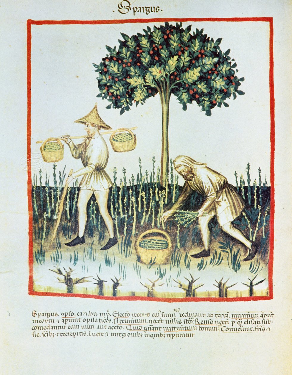 Lat. 9333 folio 23v "Spargus"（采芦笋者），选自 Tacuinum sanitatis，伊本-布特拉恩著（牛皮纸）。 作者 法语学校