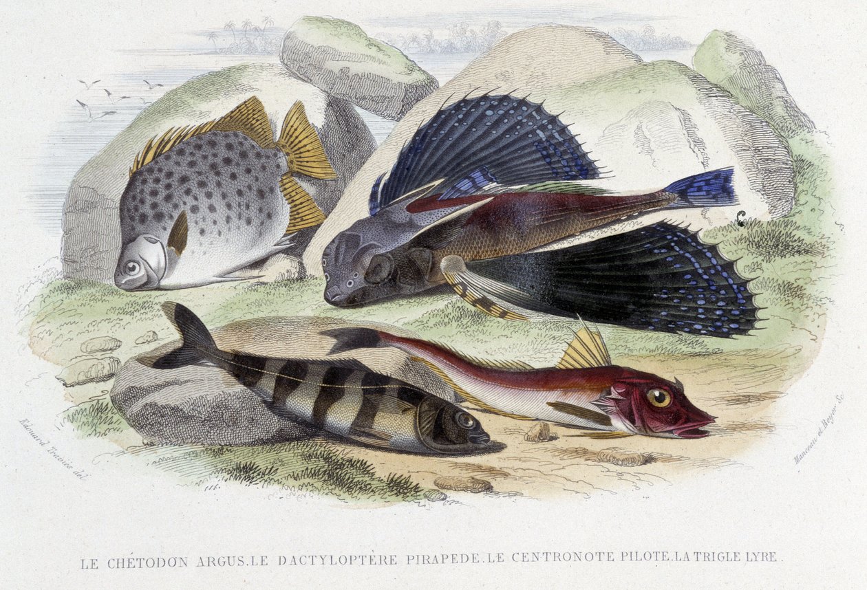argus chétodon、pirapéde tyloptera、飞行员 centronote、七弦琴三角 - 在 Lacépède 编着的“Natural History”中。 弗恩, 巴黎 作者 法语学校