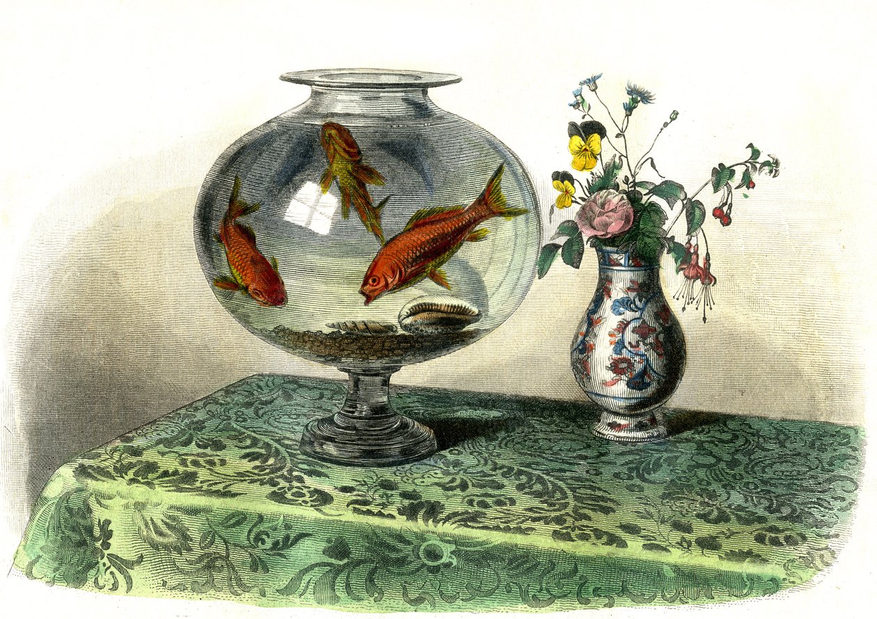 金鲤 (Cyprinus Auratus) - Bernard Germain de Lacepede (1856-1925) 从 Histoire Naturelle 中提取的图版，P.Furme 版，巴黎 作者 法语学校