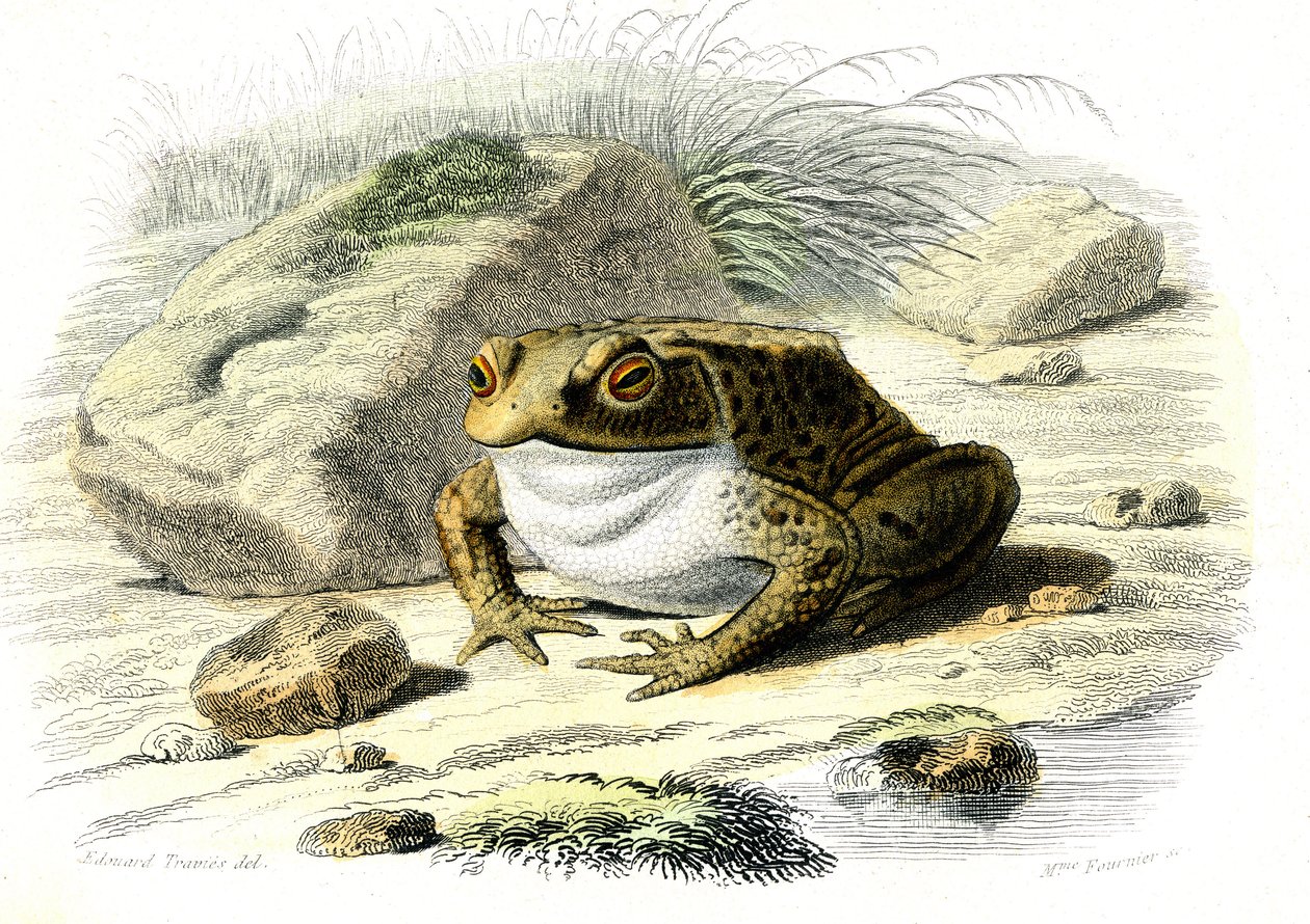 蟾蜍 (Bufo vulgaris) - 插图选自 Bernard Germain de Lacepede（1856-1925 年）的《自然史》，P.Furme 版，巴黎 作者 法语学校