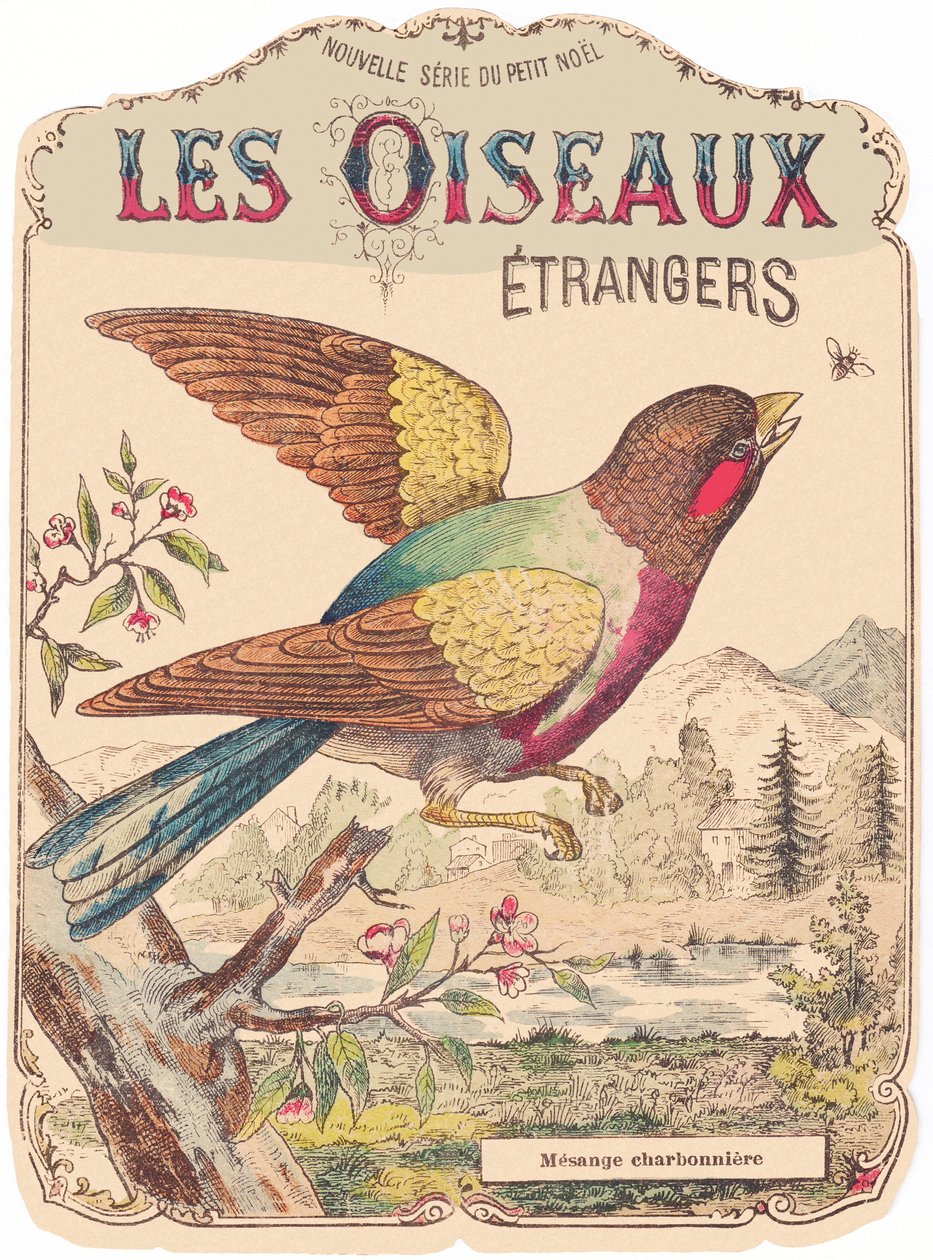 Les Oiseaux Étrangers：画册封面。Charbonnière mesange.，19 世纪末（印刷品） 作者 法语学校