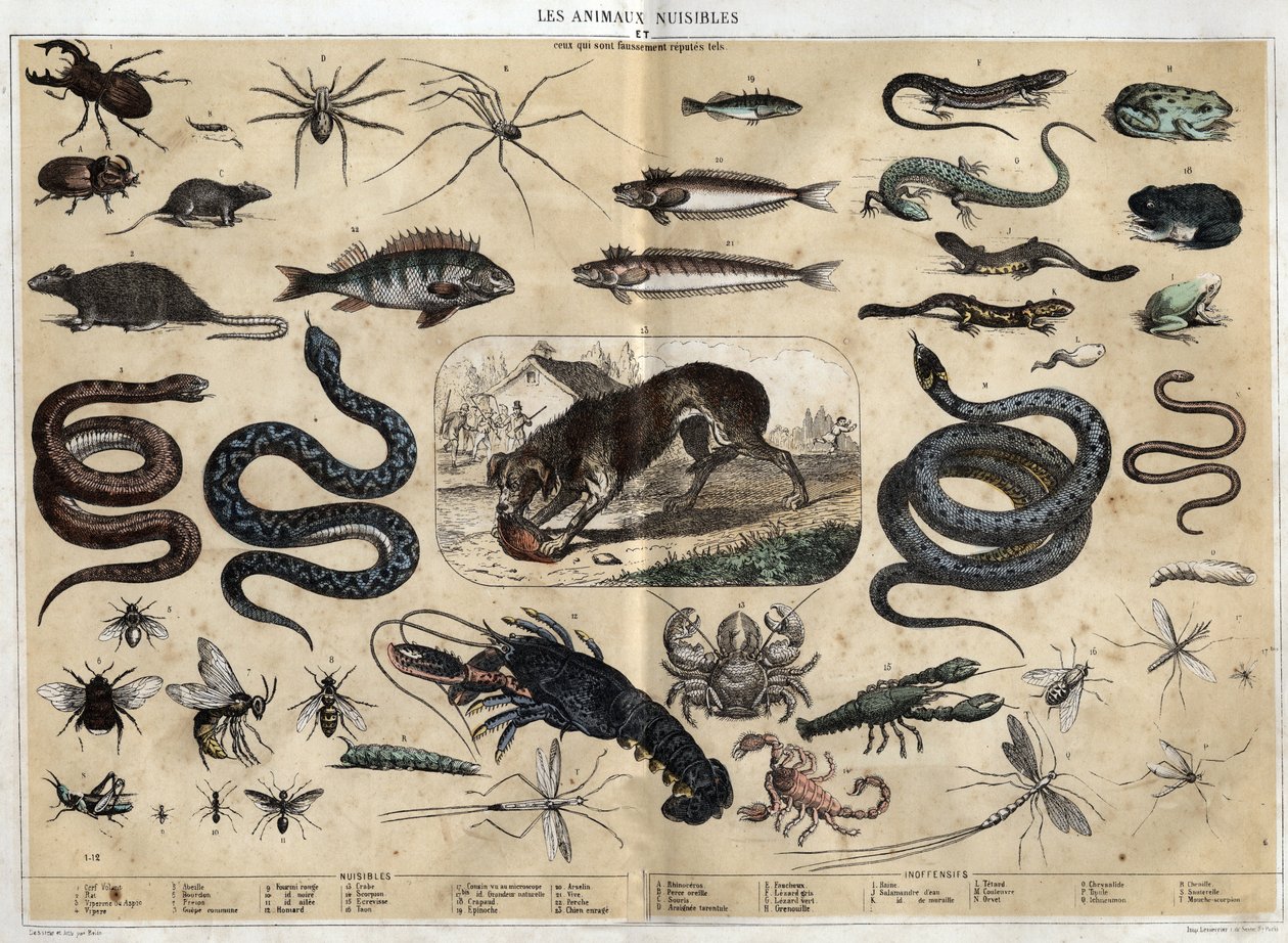 Les animaux nuisibles. 1860年雕刻在 "les Recreations instructives "中，由Jules DELBRUCK创作的概要画。私人收藏。 作者 法语学校