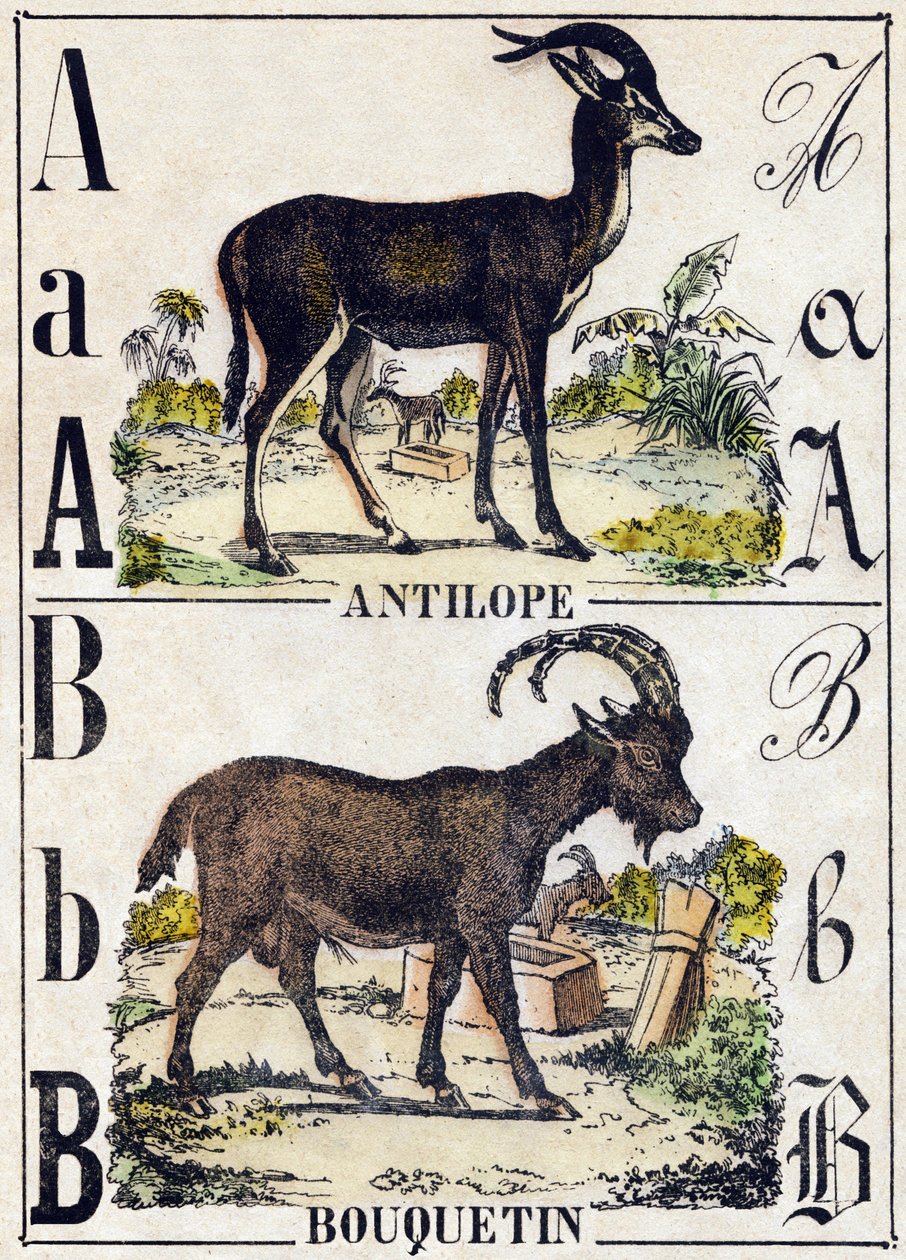 字母 A 羚羊； B 山羊。 雕刻在“”Alphabet des animaux sauvages””。 第 9 个系列。 埃皮纳勒 (Epinal)、佩勒林 (Pellerin) 的图像，大约 1870 年。木版画，钢印。 16 页。 昏暗：20 x 15 厘米。 私人收藏 作者 法语学校