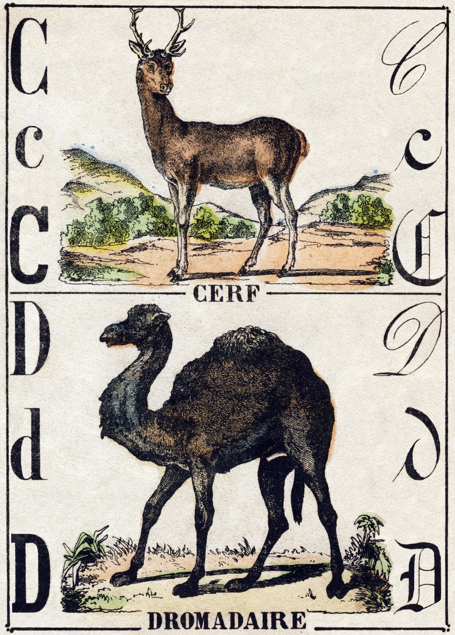 Letter C Deer; D Dromedary. Engraving in “” Alphabet des animaux sauvages””. 9th Serie. Imagery of Epinal, Pellerin, printer-publisher, circa 1870. Engravings on wood, stencilled. 16 pages. Dim: 20 x 15 cm. Private Collection 作者 法语学校