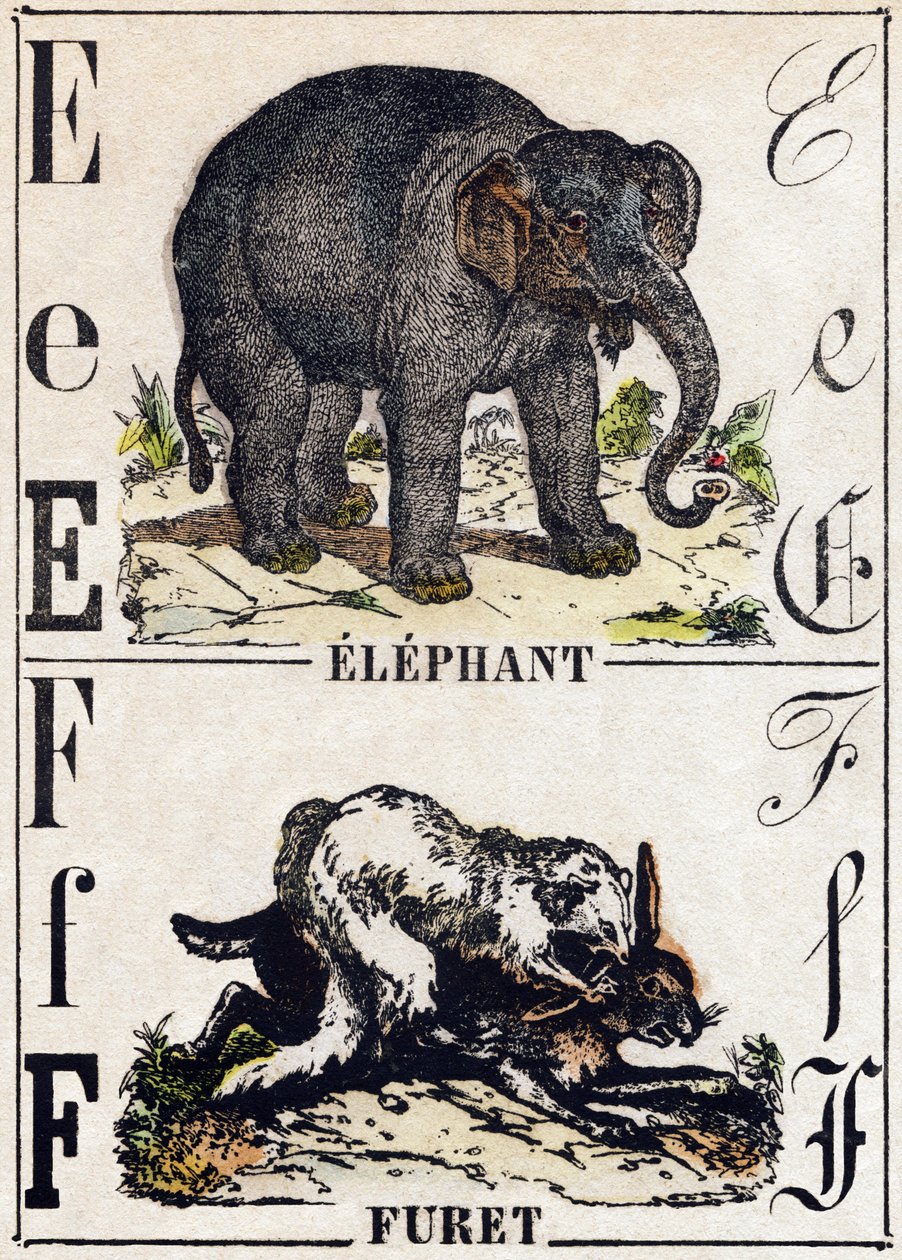 Letter E Elephant; F Ferret. Engraving in “” Alphabet des animaux sauvages””. 9th Serie. Imagery of Epinal, Pellerin, printer-publisher, circa 1870. Engravings on wood, stencilled. 16 pages. Dim: 20 x 15 cm. Private Collection 作者 法语学校