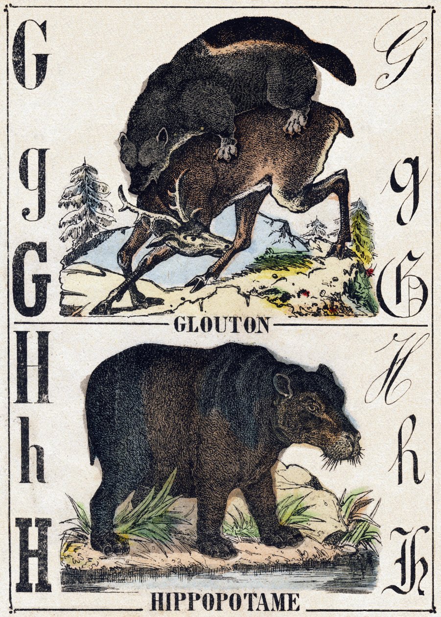 字母 G 贪食; H 河马。 雕刻在“”Alphabet des animaux sauvages””。 第 9 个系列。 埃皮纳勒 (Epinal)、佩勒林 (Pellerin) 的图像，大约 1870 年。木版画，钢印。 16 页。 昏暗：20 x 15 厘米。 私人收藏 作者 法语学校